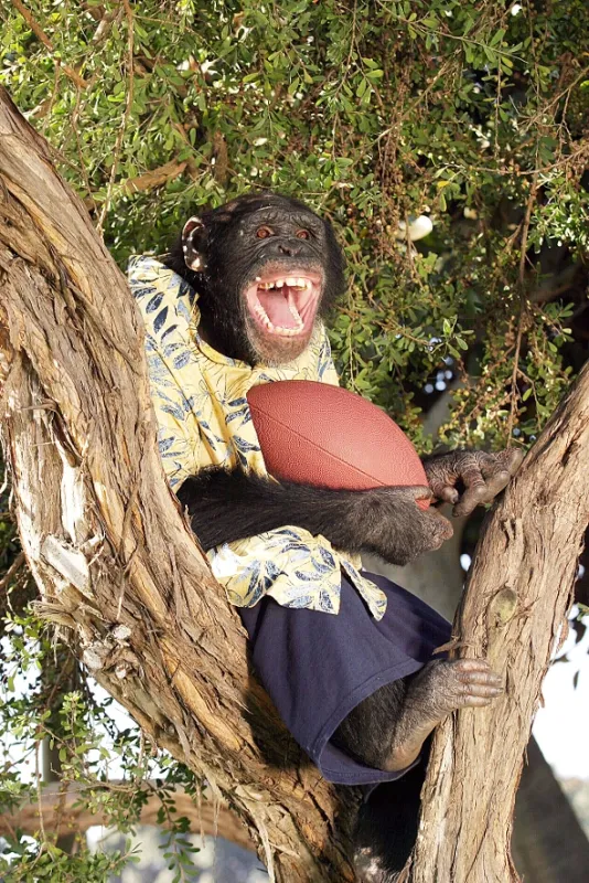 Opičí agent (Funky Monkey), 2003 - fotogaléria