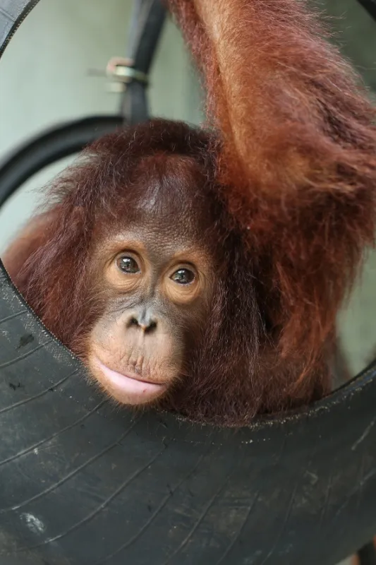 Orangutaní škola v džungli, 2019 - fotogaléria