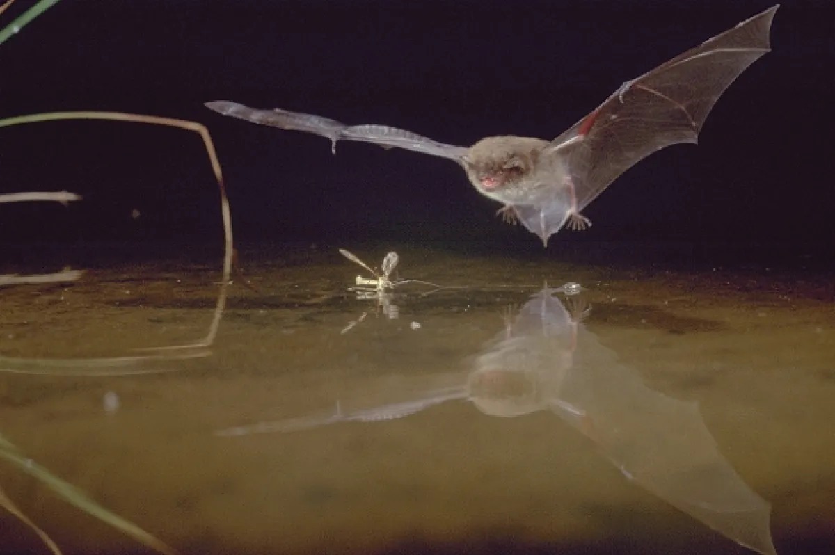 David Attenborough: Život savců, 2002 - fotogaléria