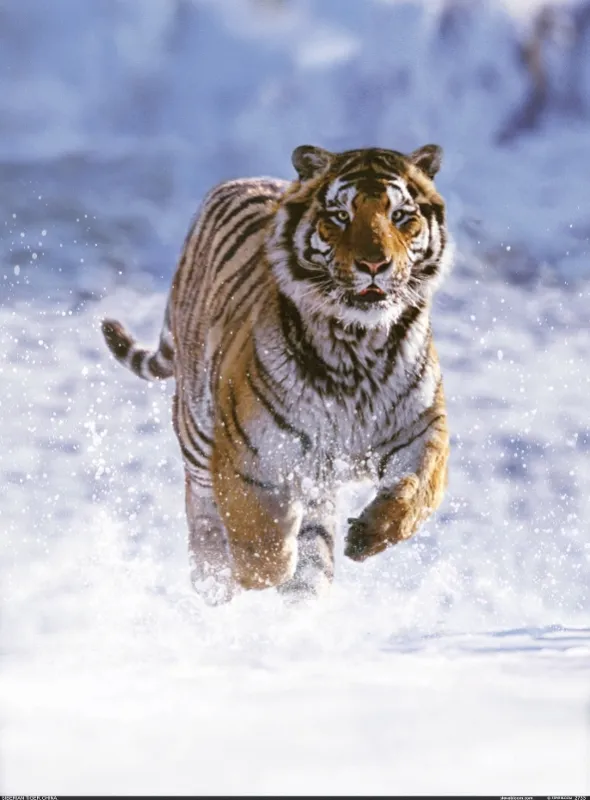 David Attenborough: Život savců, 2002 - fotogaléria