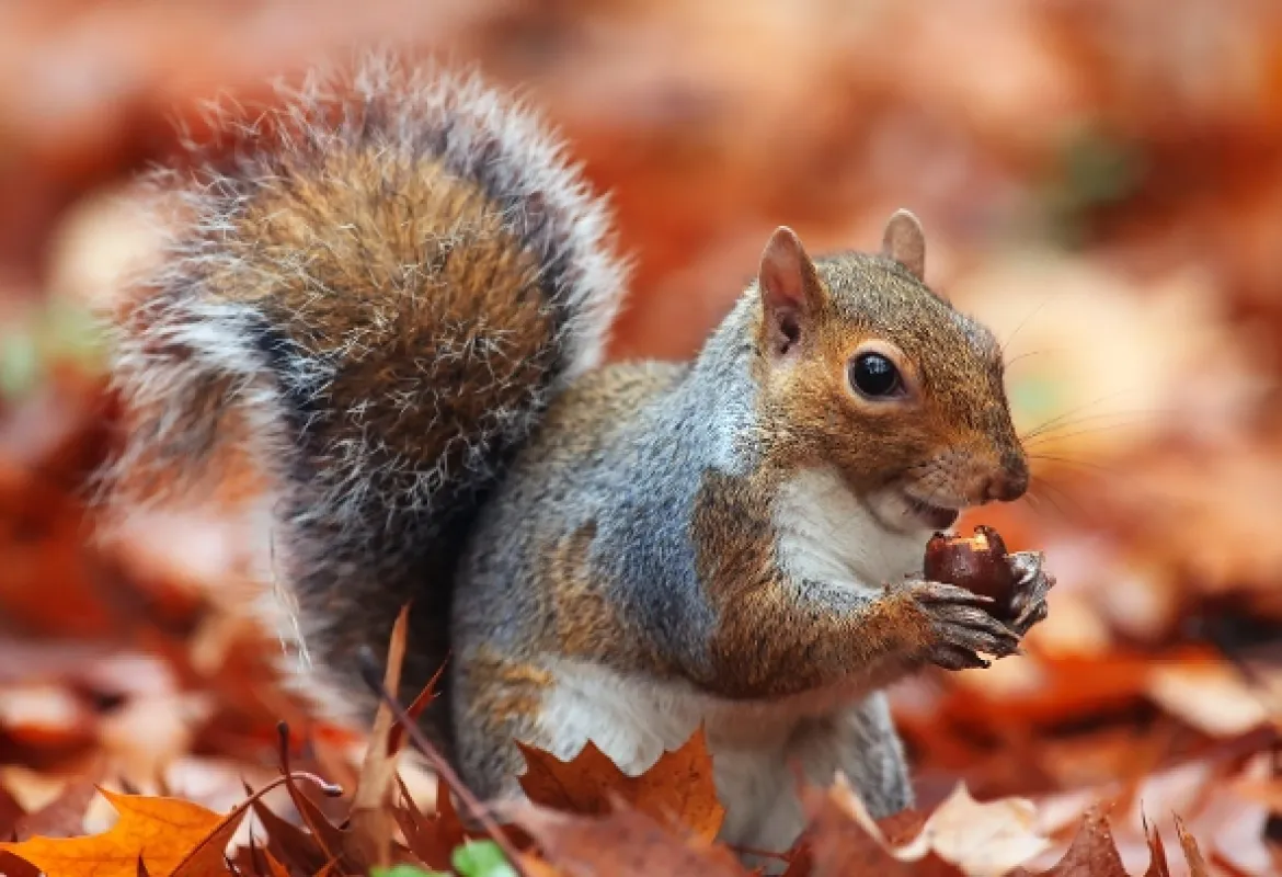 Tajemství veverek (Super Squirrels), 2018 - fotogaléria
