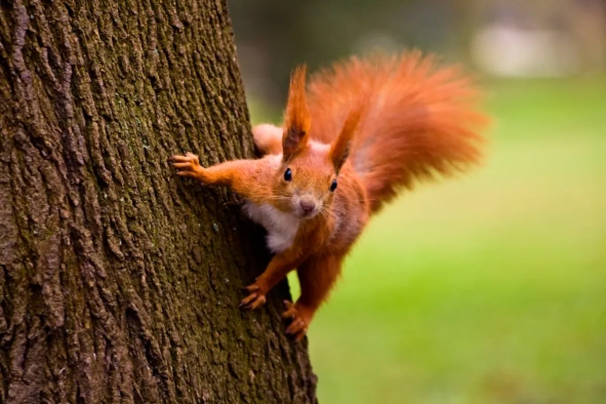 Tajemství veverek (Super Squirrels), 2018 - fotogaléria