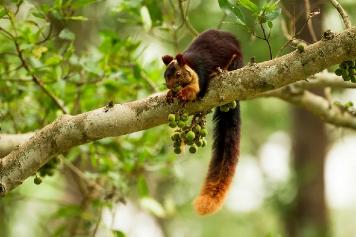 Tajemství veverek (Super Squirrels), 2018 - fotogaléria