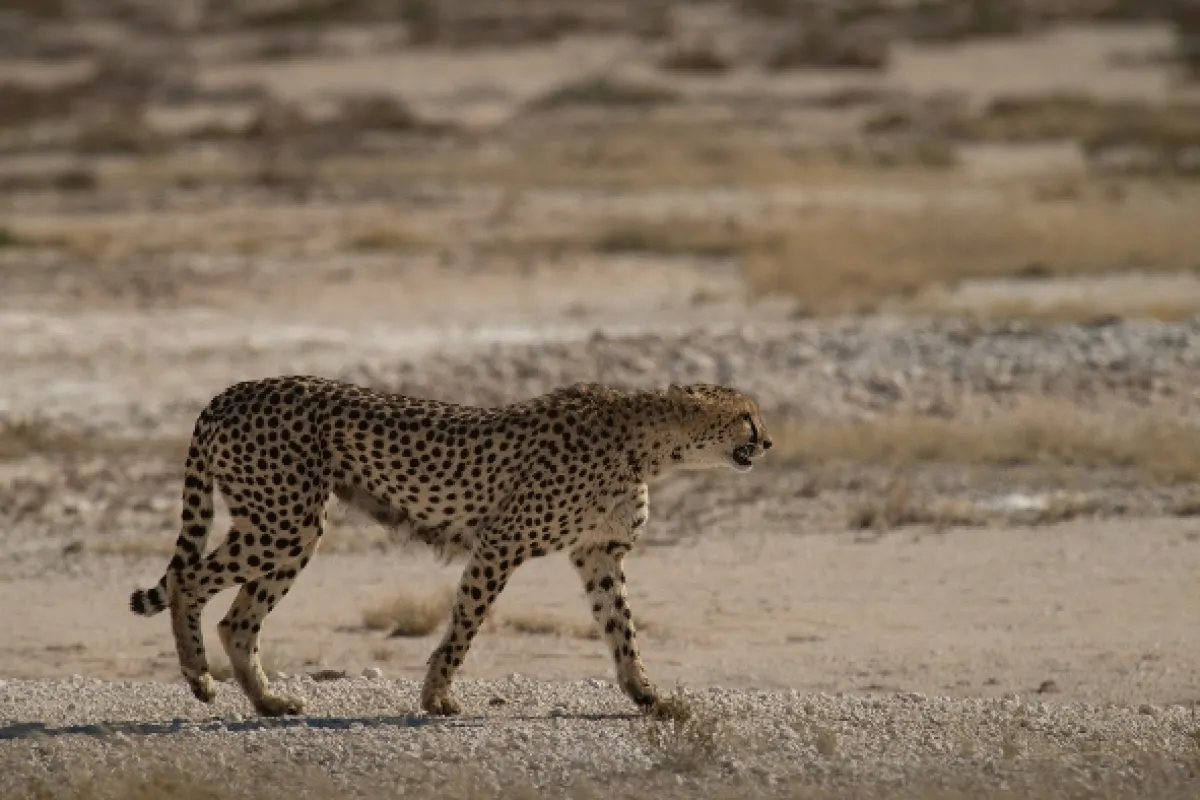 Africká abeceda - fotogaléria