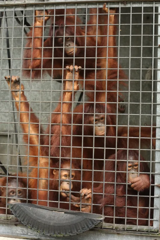 Orangutaní škola v džungli, 2019 - fotogaléria