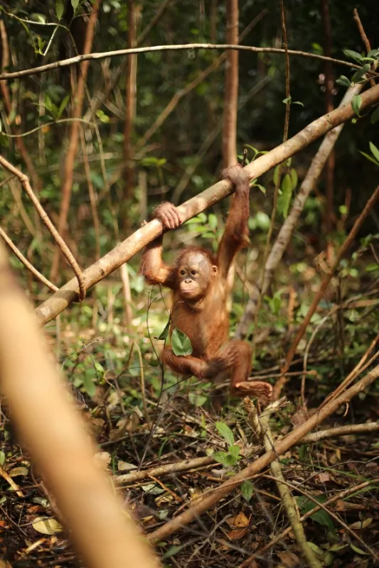 Orangutaní škola v džungli, 2019 - fotogaléria