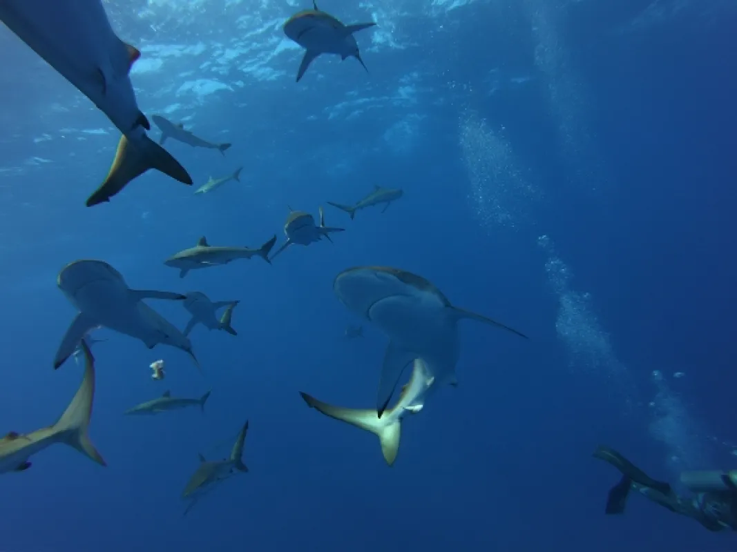 V obkľúčení: Žraloky z ostrova Ascension (Under Siege: The Sharks of Ascension Island), 2020 - fotogaléria