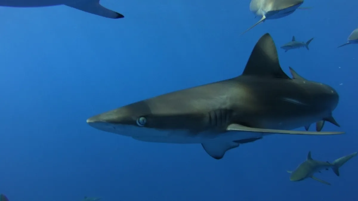 V obkľúčení: Žraloky z ostrova Ascension (Under Siege: The Sharks of Ascension Island), 2020 - fotogaléria
