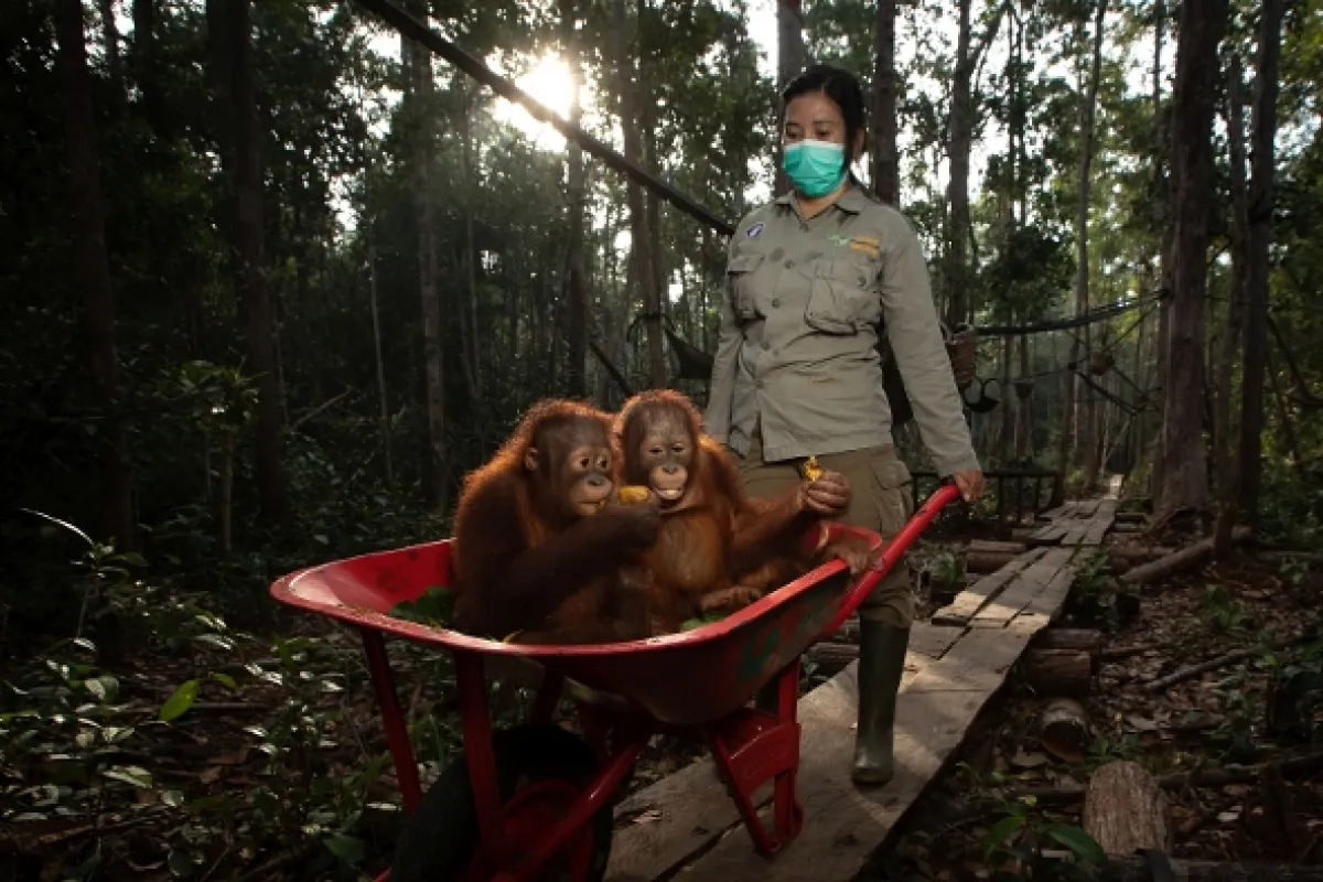 Oči orangutana - fotogaléria