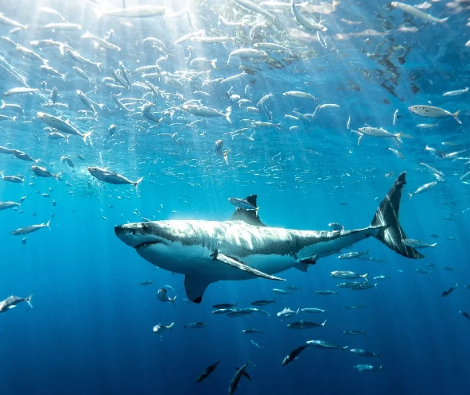 Planeta žraloků (Planet Shark), 2022 - fotogaléria