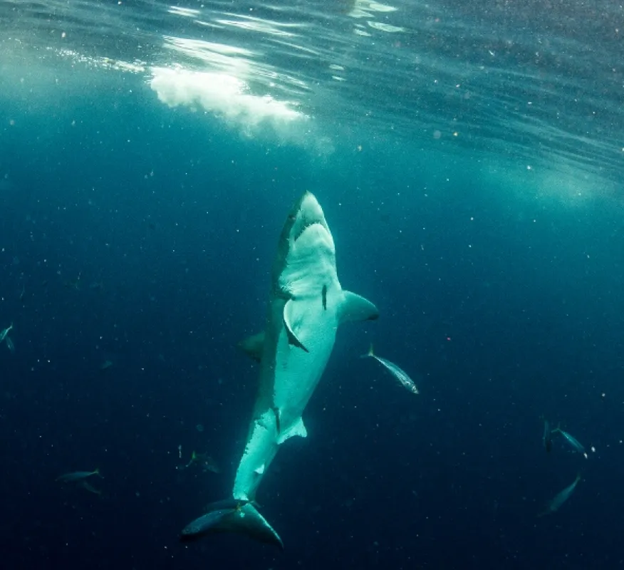Planeta žraloků (Planet Shark), 2022 - fotogaléria