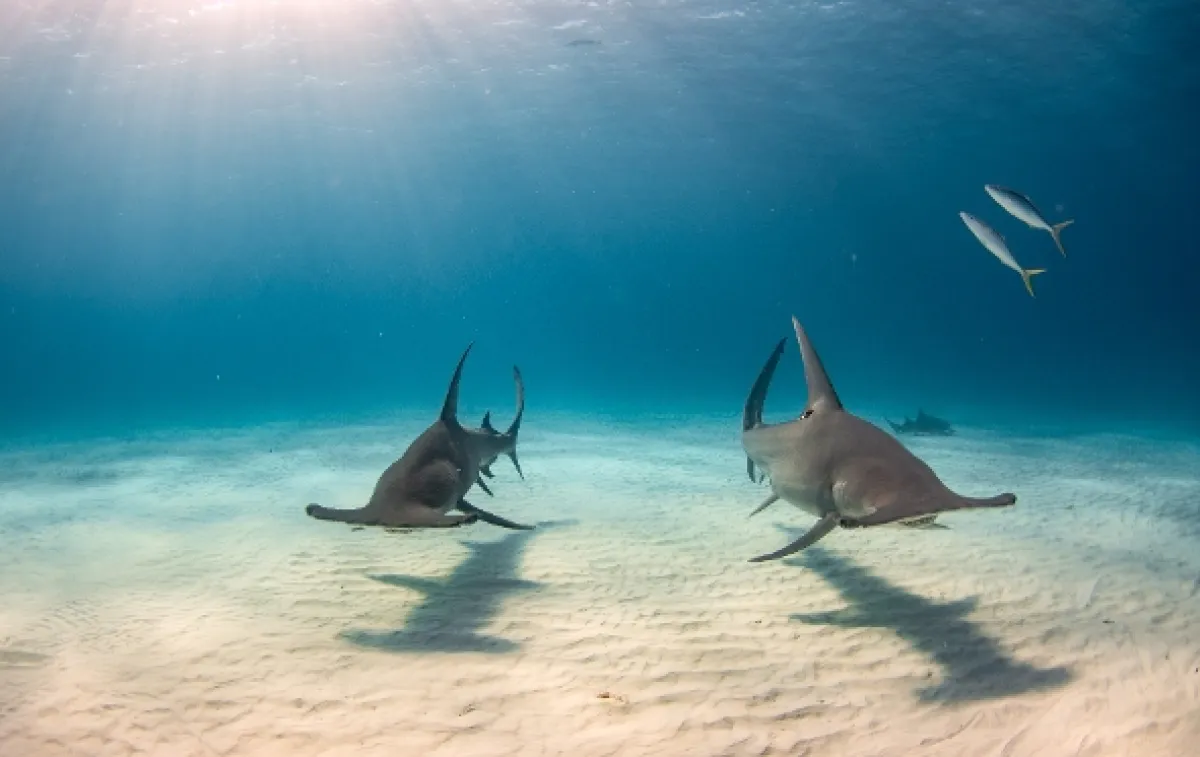 Planeta žraloků (Planet Shark), 2022 - fotogaléria