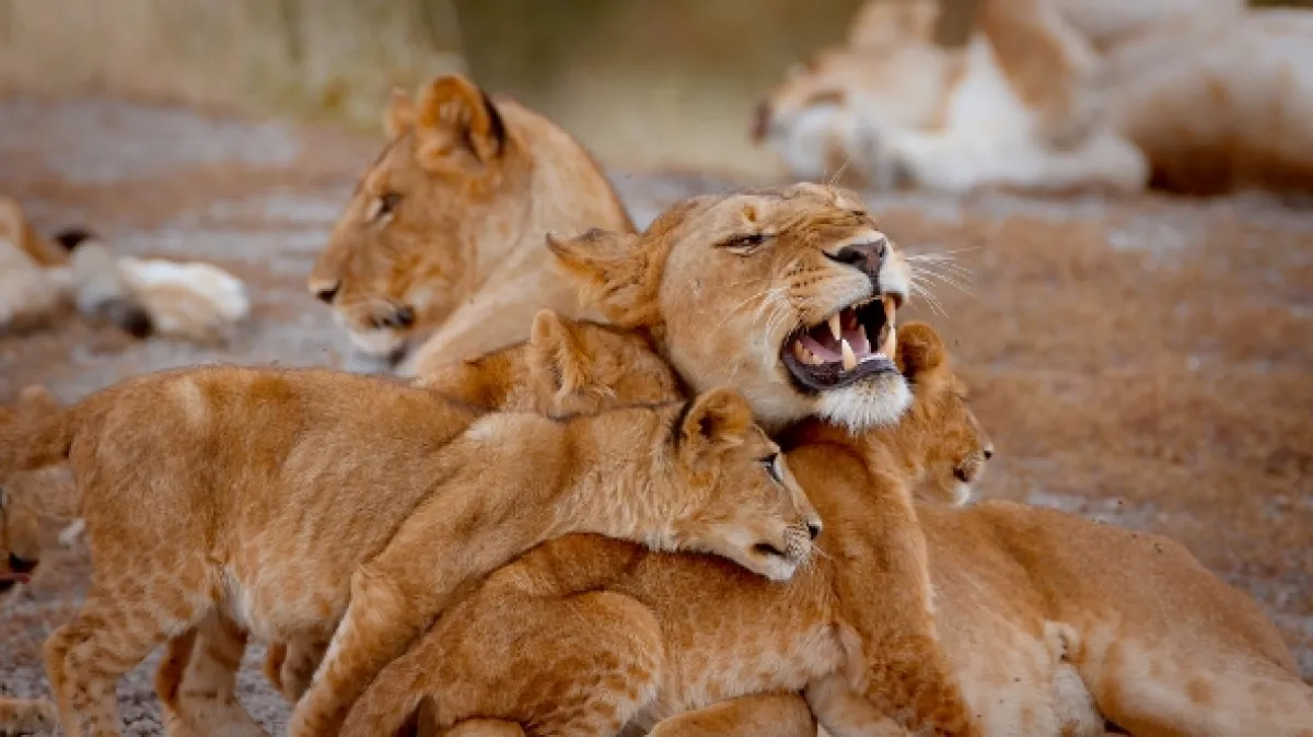 Veľké šelmy Serengeti (Big Cats of the Serengeti), 2019 - fotogaléria