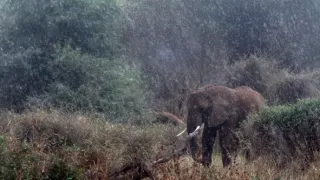 Africa obscura