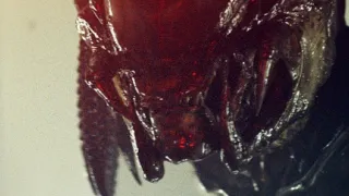 Vetřelci vs. Predátor 2