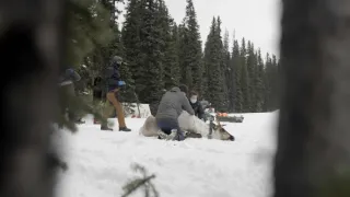 Znovuzrozená divočina Skalnatých hor: Od Yellowstonu k Yukonu (3/4)