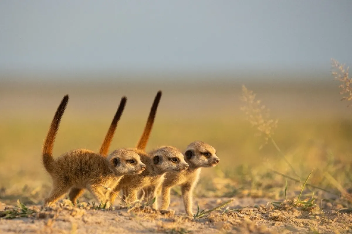 Zvieracie dynastie (Dynasties), 2022 - fotogaléria