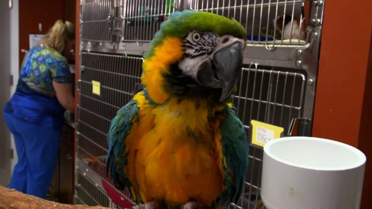 Pohotovosť pre exotické zvieratá, 2016 - fotogaléria