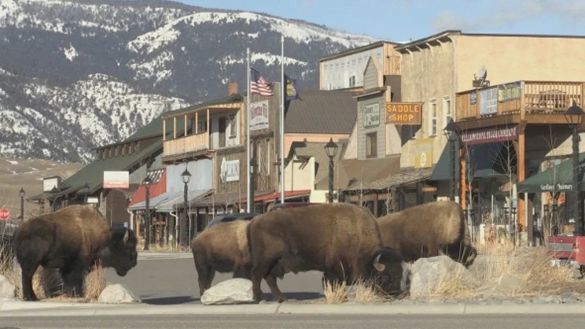 Znovuzrozená divočina Skalnatých hor: Od Yellowstonu k Yukonu - fotogaléria