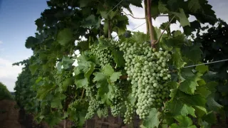 Za našima humny