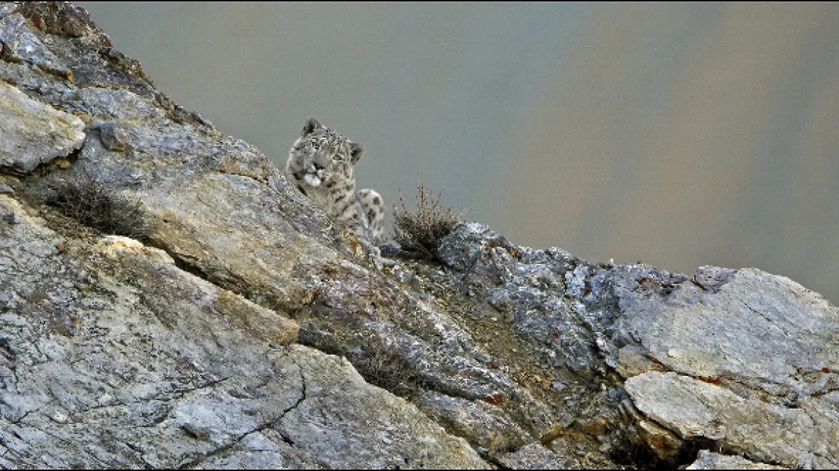 Duch hor - levhart sněžný - fotogaléria