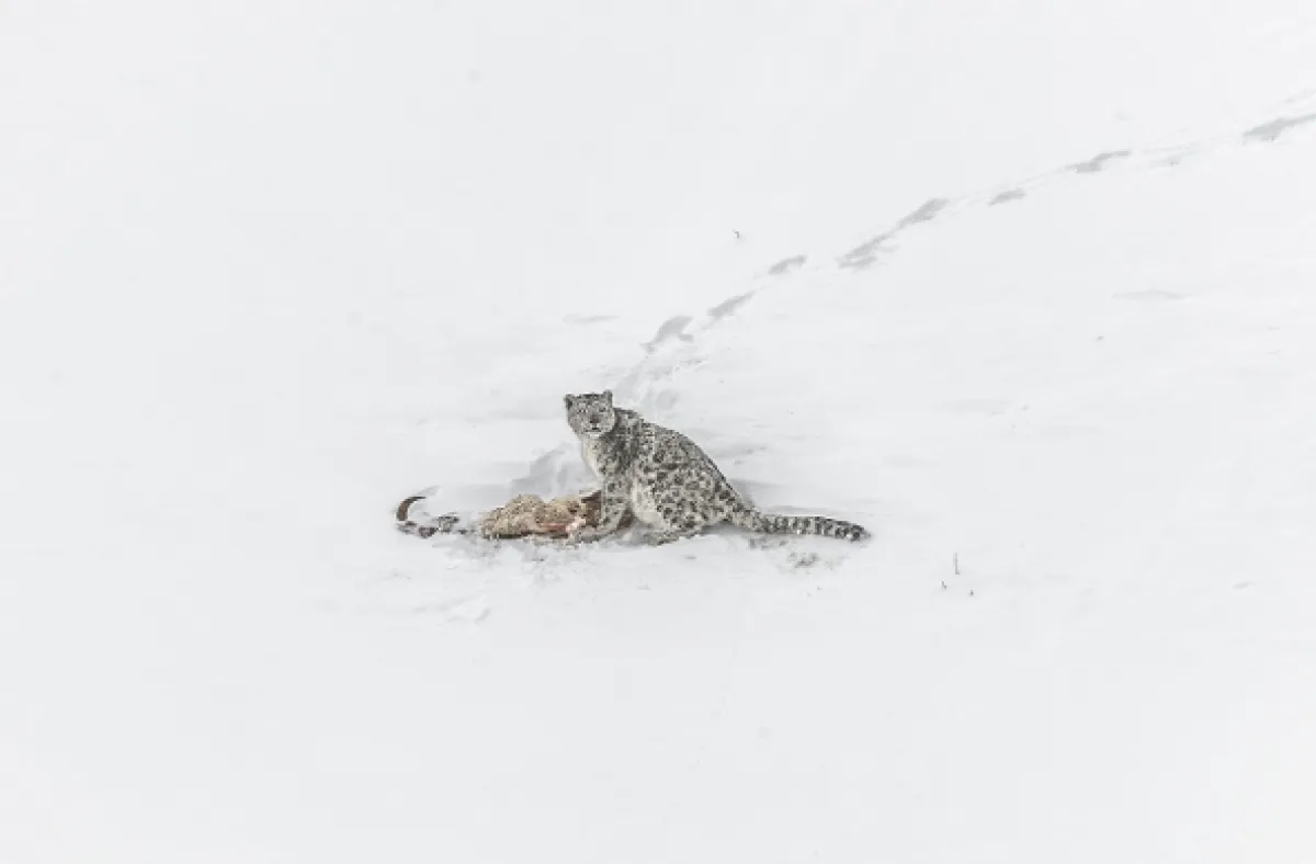 Duch hor - levhart sněžný - fotogaléria