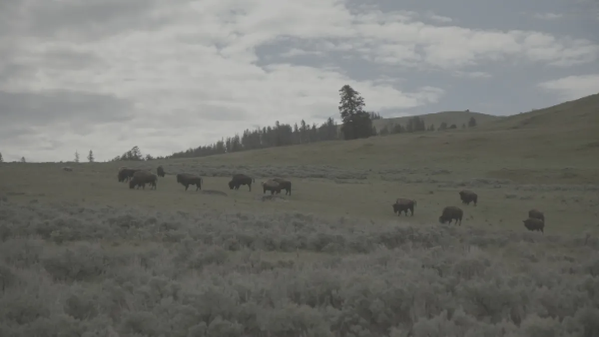 Znovuzrozená divočina Skalnatých hor: Od Yellowstonu k Yukonu - fotogaléria