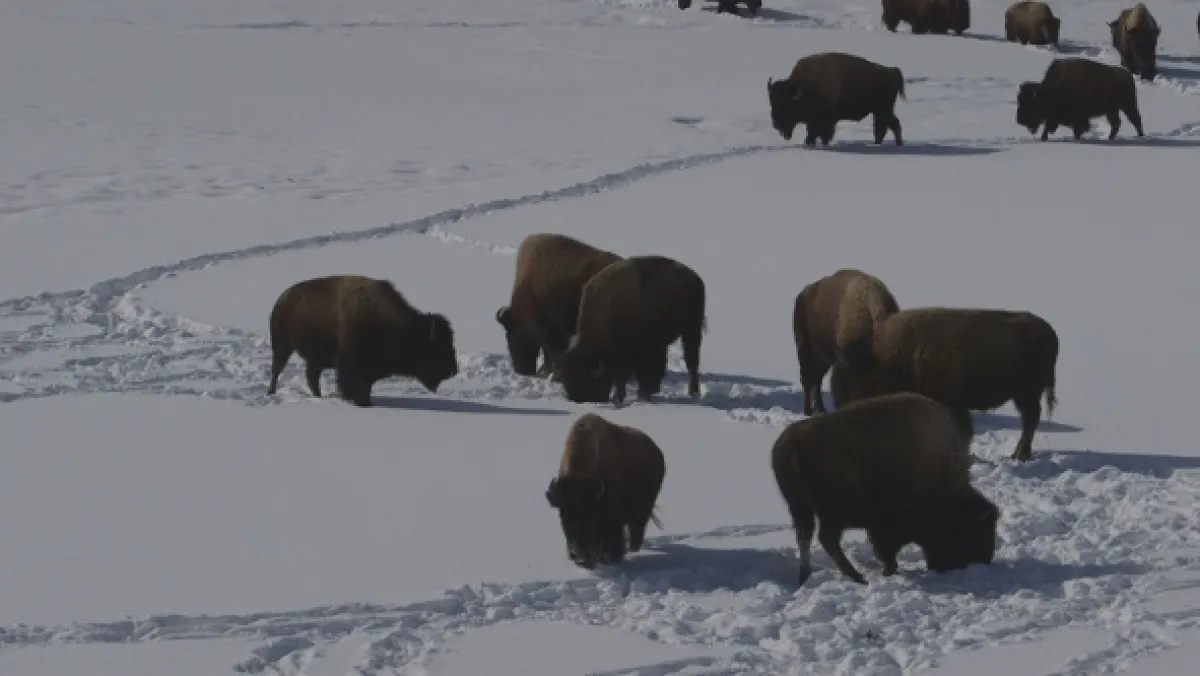 Znovuzrozená divočina Skalnatých hor: Od Yellowstonu k Yukonu - fotogaléria