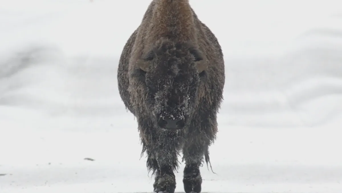 Znovuzrozená divočina Skalnatých hor: Od Yellowstonu k Yukonu - fotogaléria