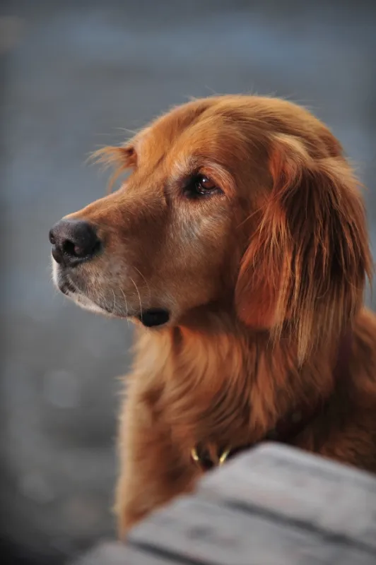 Jesse Stone: Bez výčitek (Jesse Stone: No Remorse), 2010 - fotogaléria
