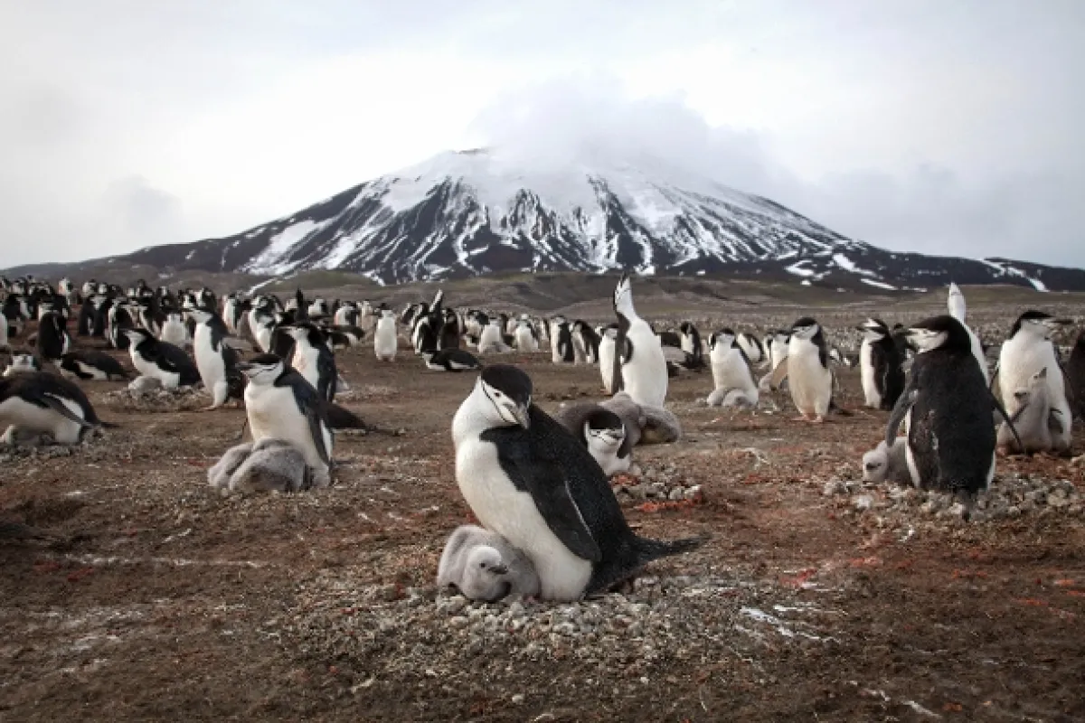 Zázračná planeta (Planet Earth II), 2016 - fotogaléria