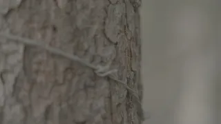 Znovuzrozená divočina Skalnatých hor: Od Yellowstonu k Yukonu (2/4)