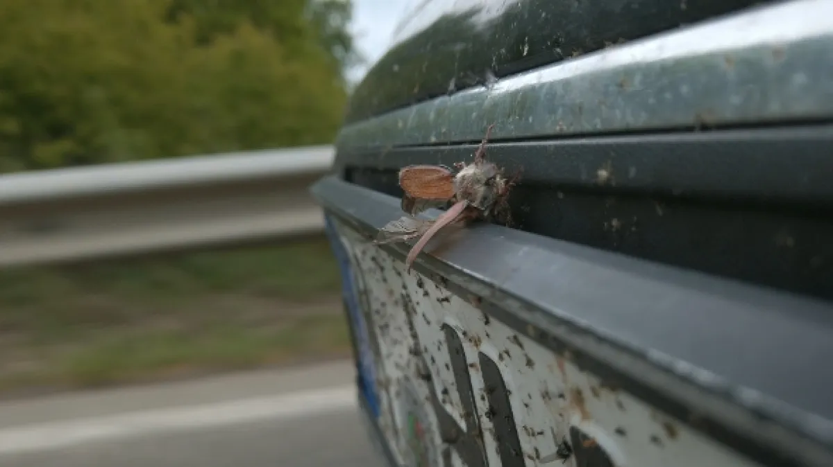 Zvířecí přechody (Wild Crossings: Animals on the Move), 2023 - fotogaléria