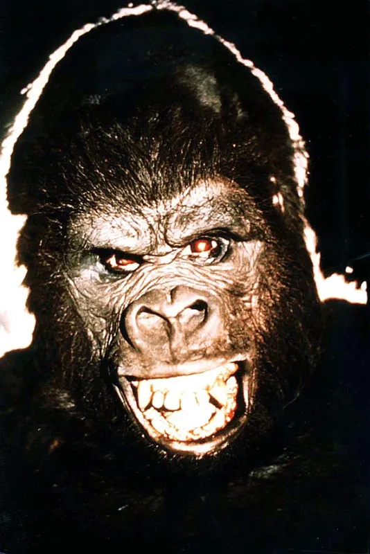 King Kong, 1976 - fotogaléria