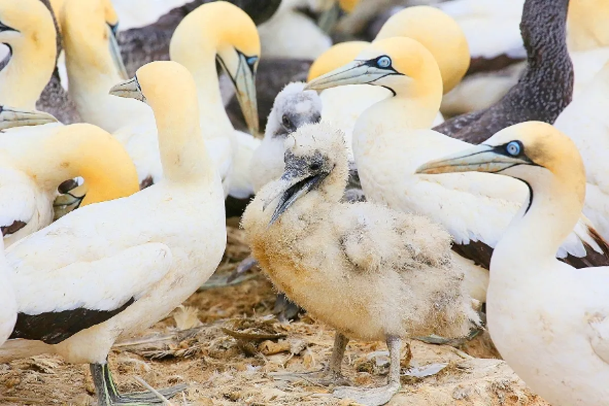 Zázračná planéta: Zvieracie mamy - fotogaléria