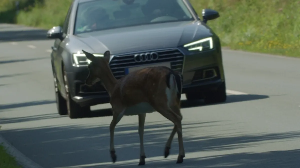 Zvířecí přechody (Wild Crossings: Animals on the Move), 2023 - fotogaléria