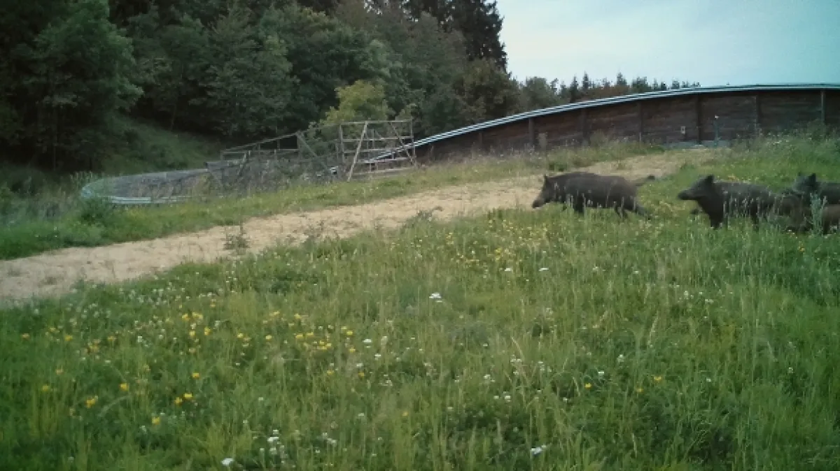 Zvířecí přechody (Wild Crossings: Animals on the Move), 2023 - fotogaléria