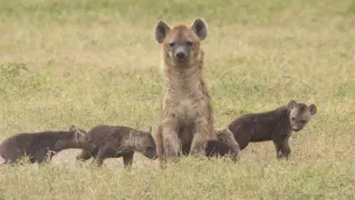 Kráľovstvo divočiny: Hyeny škvrnité, Tanzánia