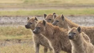 Kráľovstvo divočiny: Hyeny škvrnité, Tanzánia