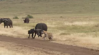 Kráľovstvo divočiny: Hyeny škvrnité, Tanzánia