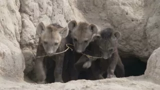 Kráľovstvo divočiny: Hyeny škvrnité, Tanzánia