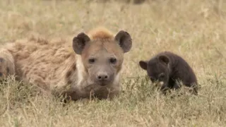 Kráľovstvo divočiny: Hyeny škvrnité, Tanzánia