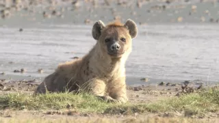 Kráľovstvo divočiny: Hyeny škvrnité, Tanzánia