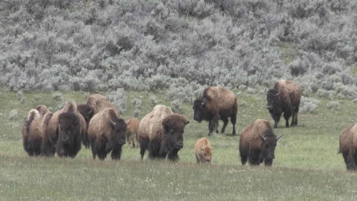 Znovuzrozená divočina Skalnatých hor: Od Yellowstonu k Yukonu - fotogaléria