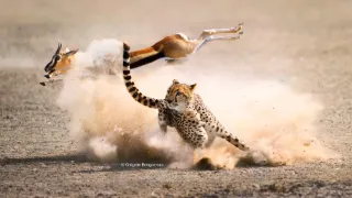 David Attenborough: Lov (6)