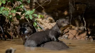 Zázračná planeta: Divoká Brazílie (2/3)