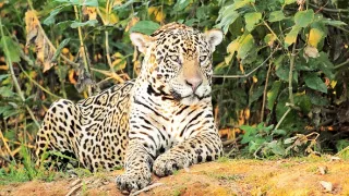 Zázračná planeta: Divoká Brazílie (2/3)