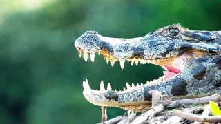 Zázračná planeta: Divoká Brazílie (2/3)