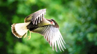 Zázračná planeta: Divoká Brazílie (2/3)