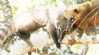 Zázračná planeta: Divoká Brazílie (2/3)